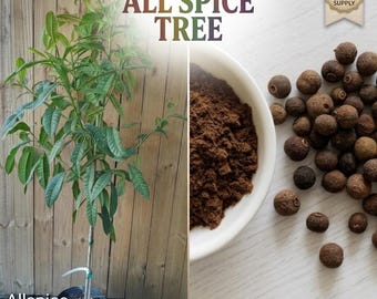 Allspice Jamaican pepper trees