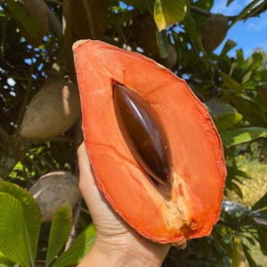 Mamey Sapote trees