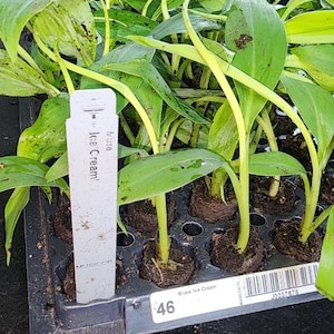 May include: A black plastic tray filled with small green plants. The plants are labeled "Musa Ice Cream" and have a barcode sticker. The tray is sitting on a black surface.