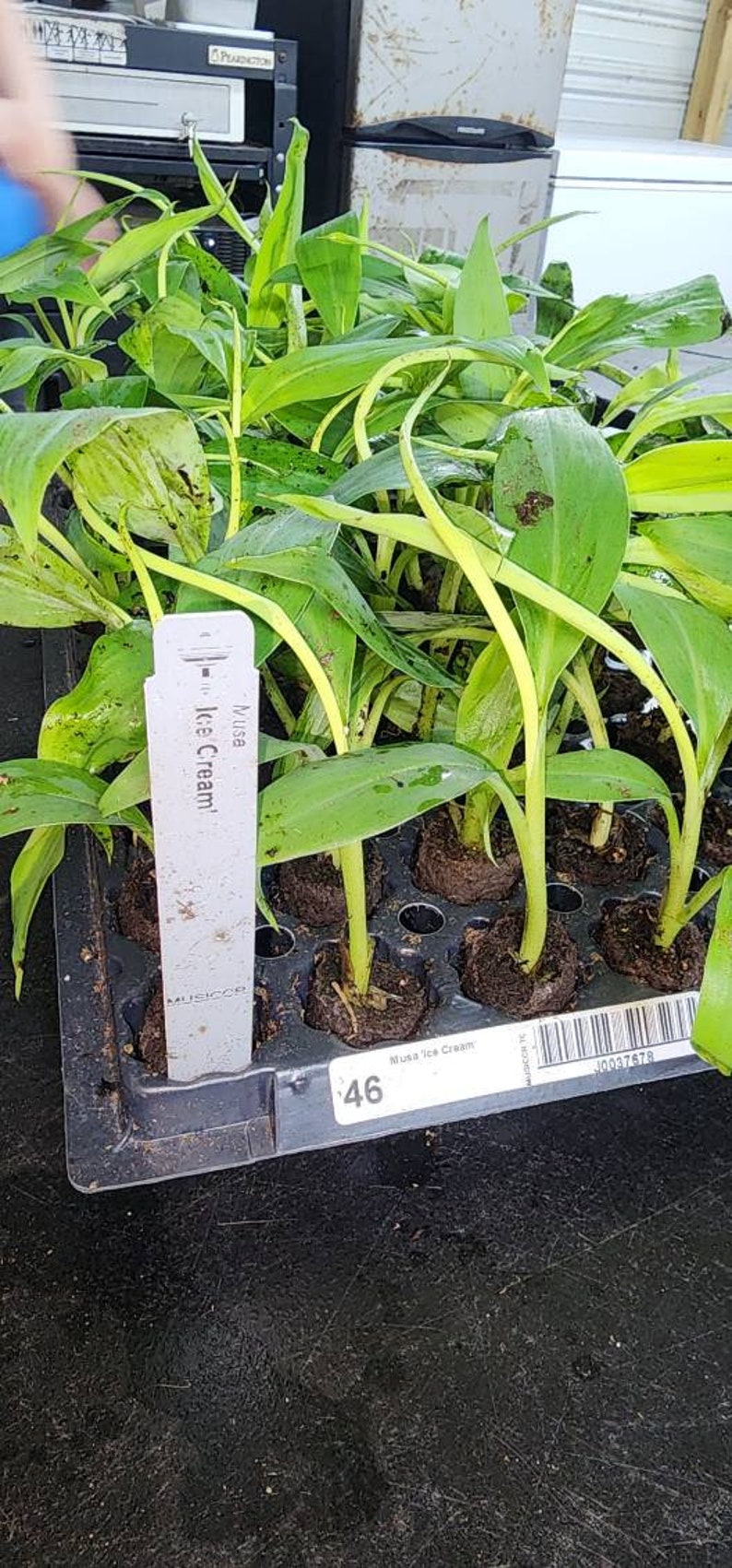 May include: A black plastic tray filled with small green plants. The plants are labeled "Musa Ice Cream" and have a barcode sticker. The tray is sitting on a black surface.
