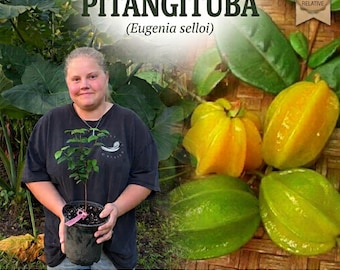 Pitangatuba Tree Eugenia Selloi Live Plant - Rare Star Cherry Surinam Relative - Exotic Sweet Tart Fruit Bush - Container Friendly