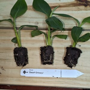 May include: Three small banana plants in pots with roots showing. The plants have green leaves and are labeled "Musa 'Dwarf Orinoco'".