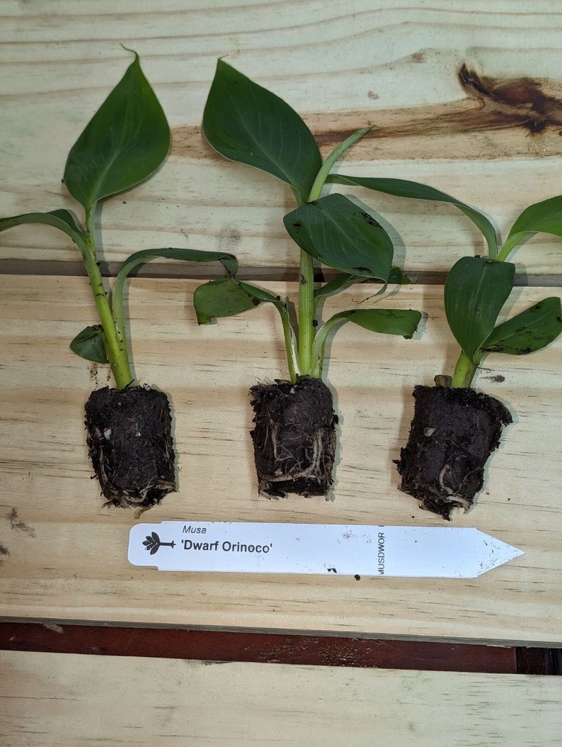 May include: Three small banana plants in pots with roots showing. The plants have green leaves and are labeled "Musa 'Dwarf Orinoco'".