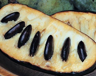 Árboles de papaya asamina triloba de 1 a 2 pies de altura