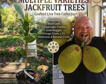 Multi-Variety Grafted Jackfruit Tree Collection – Live Premium Cultivars – Choose Your Specific Variety