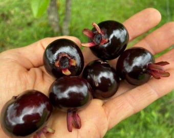 Cerezo negro Grumichama brasileño