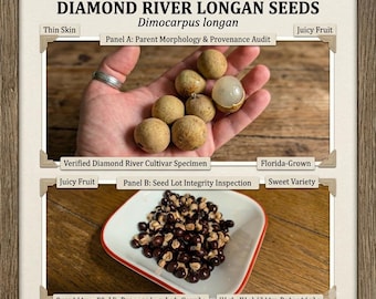Fresh Diamond River Longan Seeds, Dimocarpus longan, Thin Skin Juicy Sweet Variety, Rare Tropical Fruit Tree Collector Seeds
