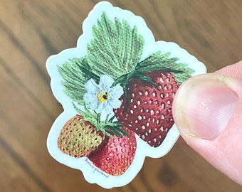 Puede incluir: Una pegatina con una ilustración detallada de fresas. El diseño incluye dos fresas rojas maduras con semillas blancas, una fresa más pequeña sin madurar, hojas verdes y una pequeña flor blanca. La pegatina tiene un borde blanco.