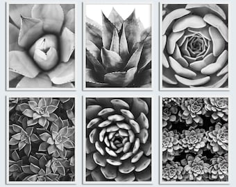 Black and White Set of 6 Succulent Photo Echeveria Agave Cactus Print Set Succulent Succulent Wall Art Decor Flower Photography Download