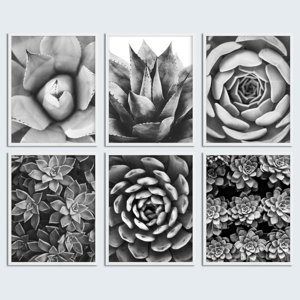 Black and White Set of 6 Succulent Photo Echeveria Agave Cactus Print Set Succulent Succulent Wall Art Decor Flower Photography Download