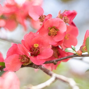 Quince