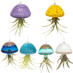 Hand Blown Art Glass Jellyfish with Life Air Plant/Tillandsia