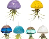 Hand Blown Art Glass Jellyfish with Life Air Plant Tillandsia