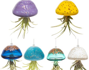 Hand Blown Art Glass Jellyfish with Life Air Plant/Tillandsia