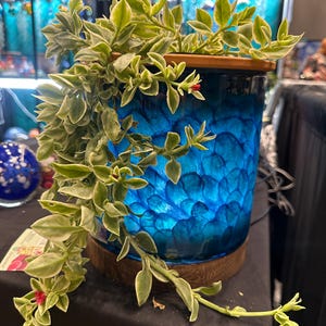 May include: A trailing plant with variegated green and white leaves and small red flowers cascading over a cylindrical blue glass planter. The planter features a textured, scale-like pattern and sits on a circular wooden base with a matching wooden rim.