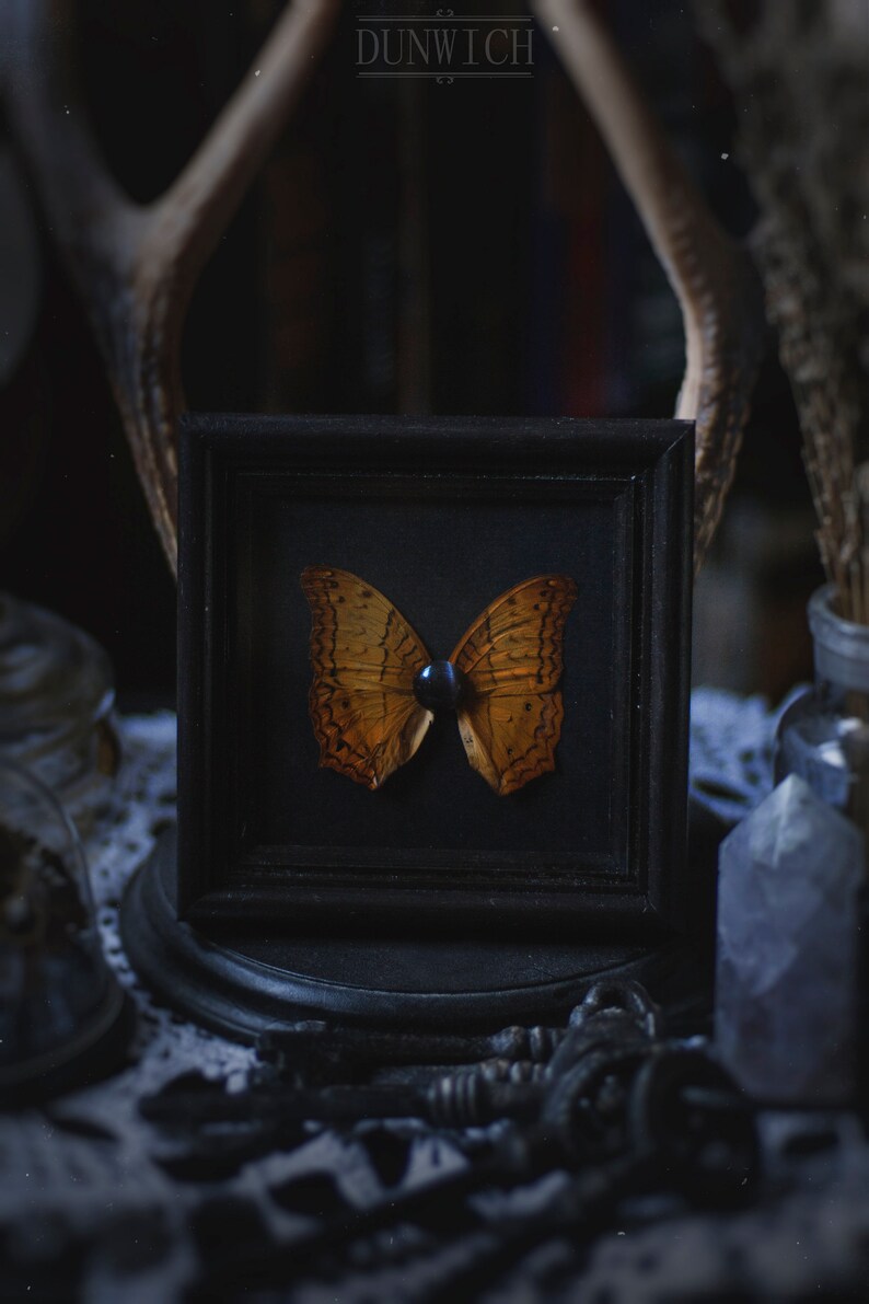 Cat/'s Eye /& Butterfly wings
