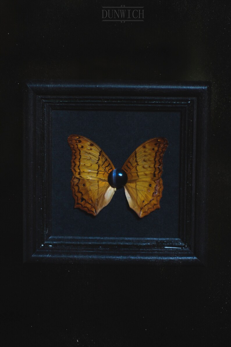 Cat/'s Eye /& Butterfly wings