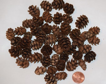 Small Hemlock Cones, 50 Count