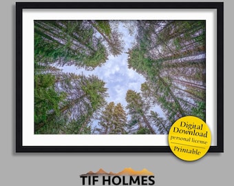 Roof of the Forest | Tree Canopy Wall Art (Digital Download - JPG)