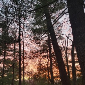 Puede incluir: Siluetas de &aacute;rboles altos en un bosque con una puesta de sol rosa y naranja en el fondo.
