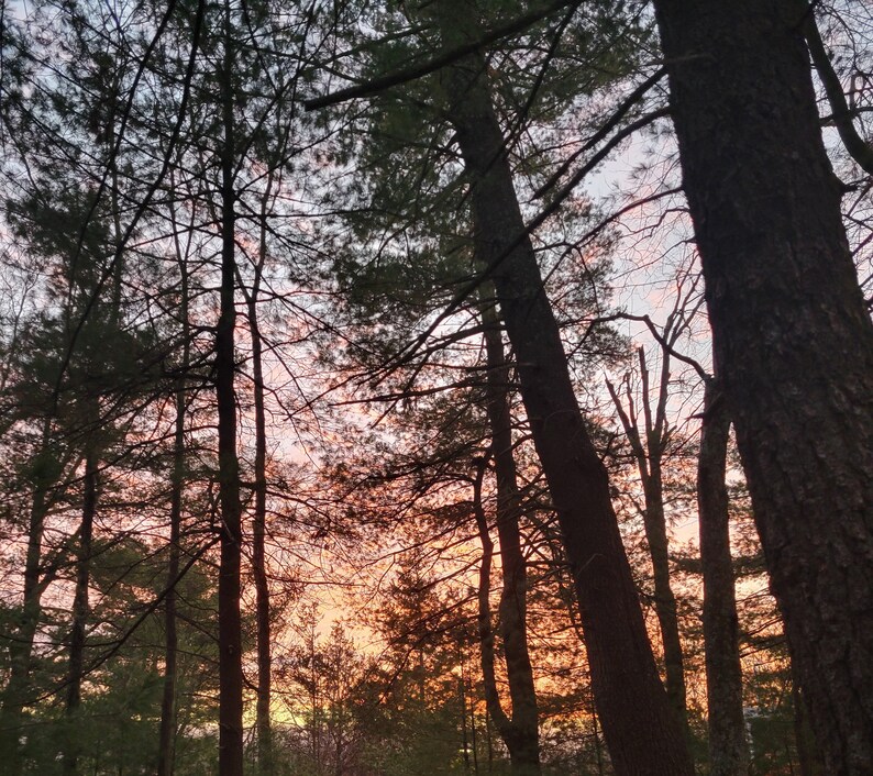 Puede incluir: Siluetas de &aacute;rboles altos en un bosque con una puesta de sol rosa y naranja en el fondo.