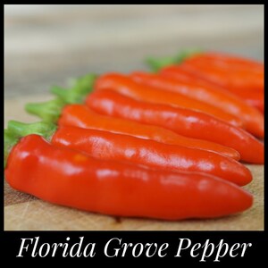 20 Florida Grove Pepper Seeds - Bird Pepper Seeds - Hot Florida Firecracker Seeds - Wild Grove Pepper Seeds - Florida Native Perennial