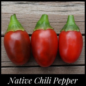 20 Chiltepin Pepper Seeds - "Mother of all Peppers" - Flea Pepper Seeds - Tepin Pepper Seeds - Bird Pepper - Capsicum annuum glabriusculum