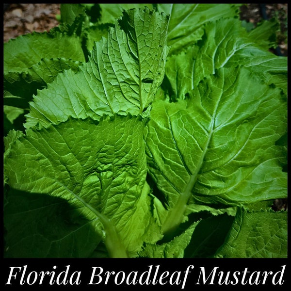 50 Florida Broadleaf Mustard Seeds, Southern Heirloom Mustard Seeds, Florida Seeds, Seed The Stars, Brassica juncea seeds, Florida Mustard