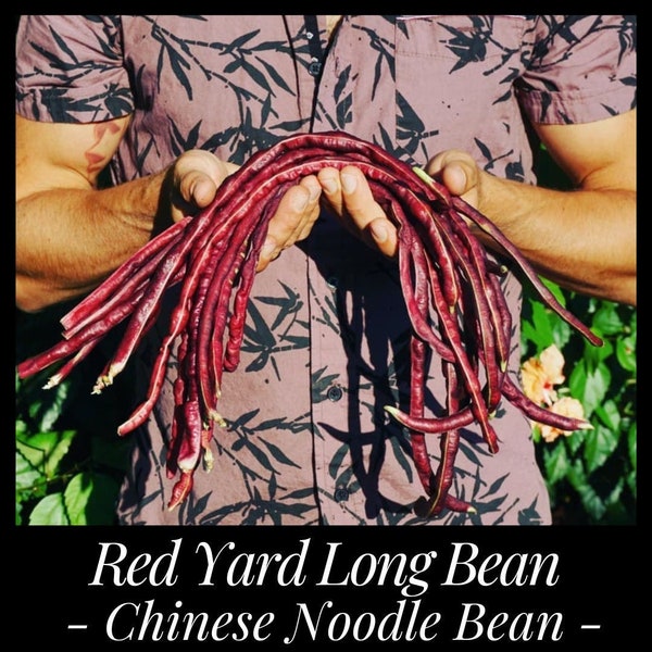 15 Red Yardlong Bean Seeds, Red Noodle Bean Seeds, Asparagus Bean Seeds, Snake Bean, Chinese Noodle Bean Seeds, Organic Yard Long Bean Seeds