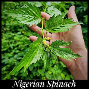 50 Nigerian Spinach Seeds, Large-Leaf Molokeyhia Seeds, Ewedu Seeds, Corchorus olitorius, Permaculture Seeds, Jute Mallow, Egyptian Spinach