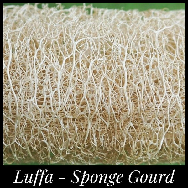 15 Luffa Seeds, Loofah Gourd Seeds. Grow a natural sponge for the bath or kitchen. Luffa cylindrica Permaculture Seed The Stars, Luffa Gourd