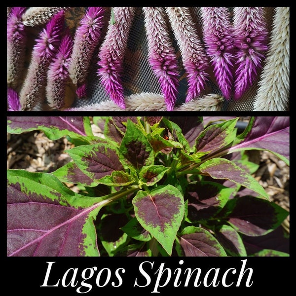 20 Lagos Spinach Seeds, African Spinach, Nigerian Spinach, Flamingo Feather Celosia Seeds, Celosia argentea seeds, Quail Grass Seeds Florida