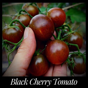 20 Black Cherry Tomato Seeds, Seed The Stars, Heirloom Tomato Seeds, Florida seeds, Sweet Tomato Goth Garden Organic Seeds Dark Tomato Seeds