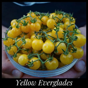 20 Yellow Everglades Tomato Seeds, Drought Tolerant, Disease Resistant Currant Tomato Solanum pimpinellifolium Florida Seeds, Seed The Stars