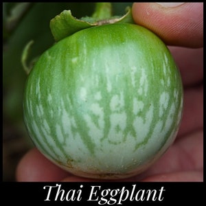 20 Thai Green Striped Eggplant Seeds, Lao Green Stripe Eggplant Seeds, Solanum melongena seeds, Southeast Asian Eggplant, Seed The Stars