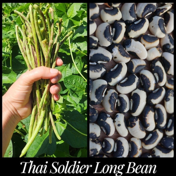 15 Thai Soldier Long Bean Seeds, Striped Yardlong Bean, Asparagus Bean, Seed The Stars, Thailand Long Beans Vigna unguiculata sesquipedalis