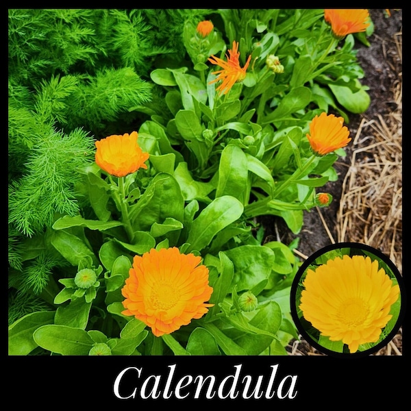 20 Calendula Seeds, Pot Marigold, Calendula officinalis, Flowering Herb, Orange Flowers, Natural Food Color, Saffron, Seed The Stars Organic