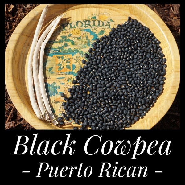 15 Puerto Rican Black Cowpea Seeds, Climbing Cowpea Seeds, Vigna unguiculata seeds, Black Bean Seeds, Permaculture Seeds, Seed The Stars