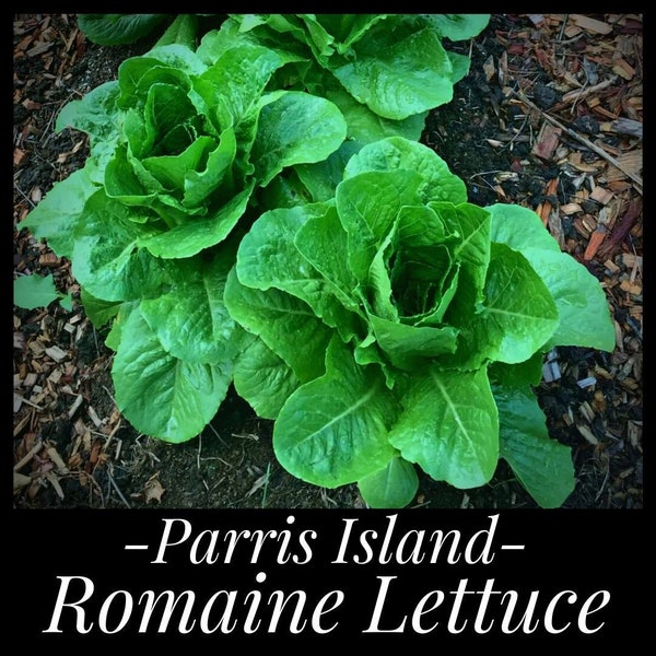 25 Parris Island Cos Romaine Lettuce Seeds, Frost Tolerant Lettuce, Heirloom Lettuce Organic Lettuce, Seed The Stars, Lactuca sativa seeds