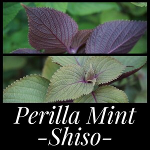 20 Perilla Mint Seeds, Korean Shiso Seeds, Chinese Basil Seeds (Two-Toned: Purple & Green) Perilla frutescens - Traditional Chinese Medicine