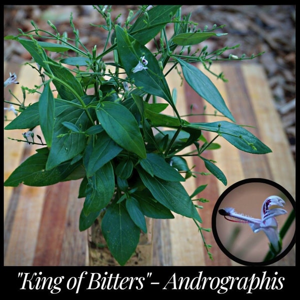 25 King Of Bitters Seeds, Andrographis Seeds, Andrographis paniculata Seeds, Creat Seeds, Seed The Stars, Rare Ayurvedic Herb, Florida Seeds