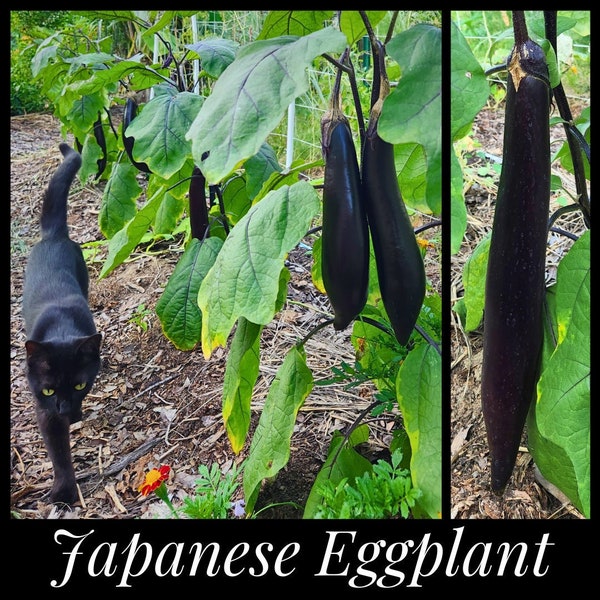 20 Japanese Long Eggplant Seeds, Heirloom Nagasaki Black Eggplant Seeds, Solanum melongena seeds, Permaculture, Seed The Stars Heat Tolerant