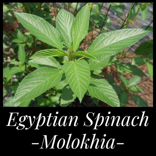 50 Egyptian Spinach Seeds, Molokeyhia Seeds, Corchorus olitorius, Spinach Seeds, Permaculture, Jute Mallow, Permaculture Seeds, Food Forest