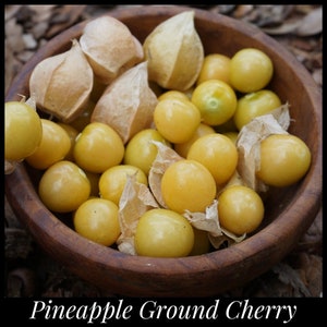 20 Pineapple Ground Cherry Seeds Cossack, Physalis pruinosa, Pineapple gooseberry, Strawberry Ground Cherry Seeds, Husk Tomato, goldenberry,