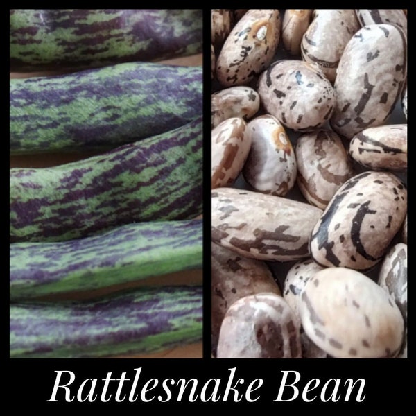 15 Rattlesnake Pole Bean, Preacher Pole Bean , Organic Southern Heirloom Beans, Phaseolus vulgaris, Purple Striped Drought Resistant Beans