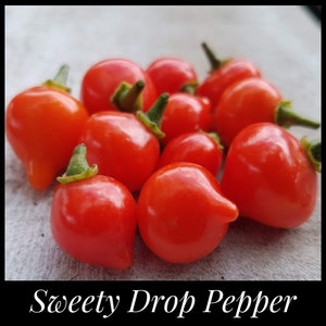 100 Sweety Drop Pepper Seeds, Heirloom Red Biquinho Seeds, Brazilian Pepper, Peruvian Pepper, Little Beak, Pearl Pepper, Capsicum chinense