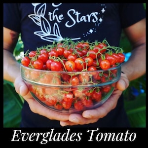 20 Florida Everglades Tomato Seeds. Drought & heat tolerant, disease resistant! Solanum pimpinellifolium Heirloom Currant Tomato Seeds