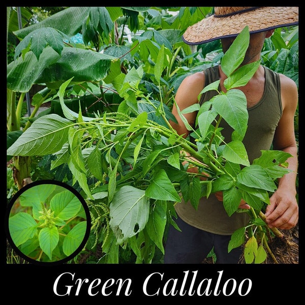 20 Green Callaloo Seeds, Green Leaf Amaranth Seeds, Tropical Spinach, Amaranthus spinosus, Seed The Stars, Florida Seeds, Caribbean Callaloo