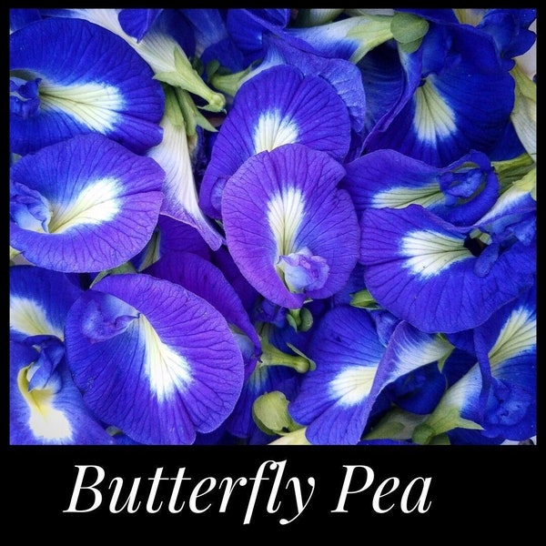 15 Blue Butterfly Pea Seeds, Butterfly Garden, edible flowers, Perennial, gardening seeds, permaculture, Clitoria ternatea, Darwin pea, vine