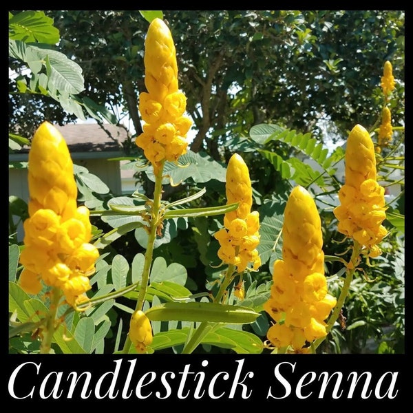 20 Candlestick Senna Seeds, Empress Candle Plant, Candlestick Cassia, Candle Bush, Candle Plant, Pollinator, Seed The Stars, Permaculture